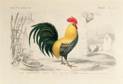 Gallo doméstico, ilustración del 